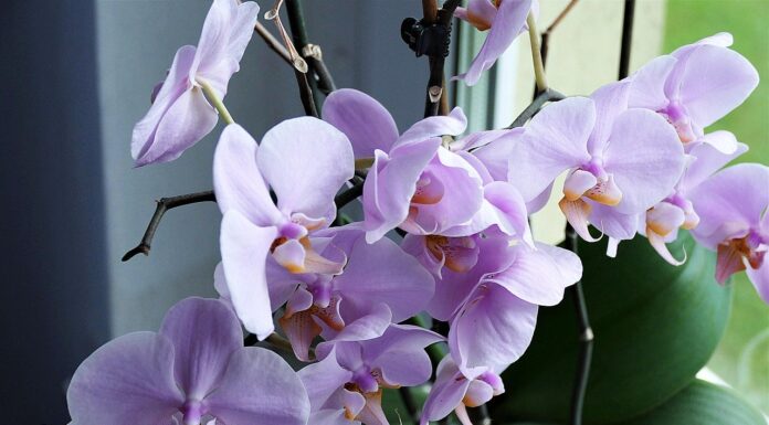 Orhideea – eleganţă şi gingăşie!