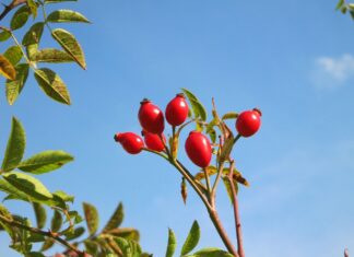 Uleiul de maceşe – binefacere pentru piele!