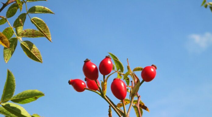 Uleiul de maceşe – binefacere pentru piele!
