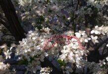 1 martie – vine, vine primavara!